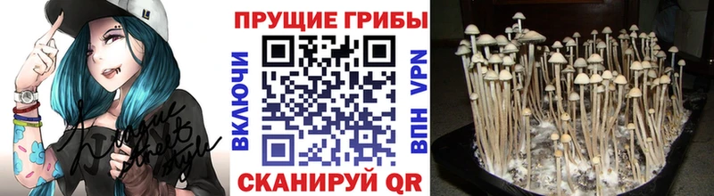 Псилоцибиновые грибы Psilocybe  блэк спрут ТОР  Сердобск  наркота 